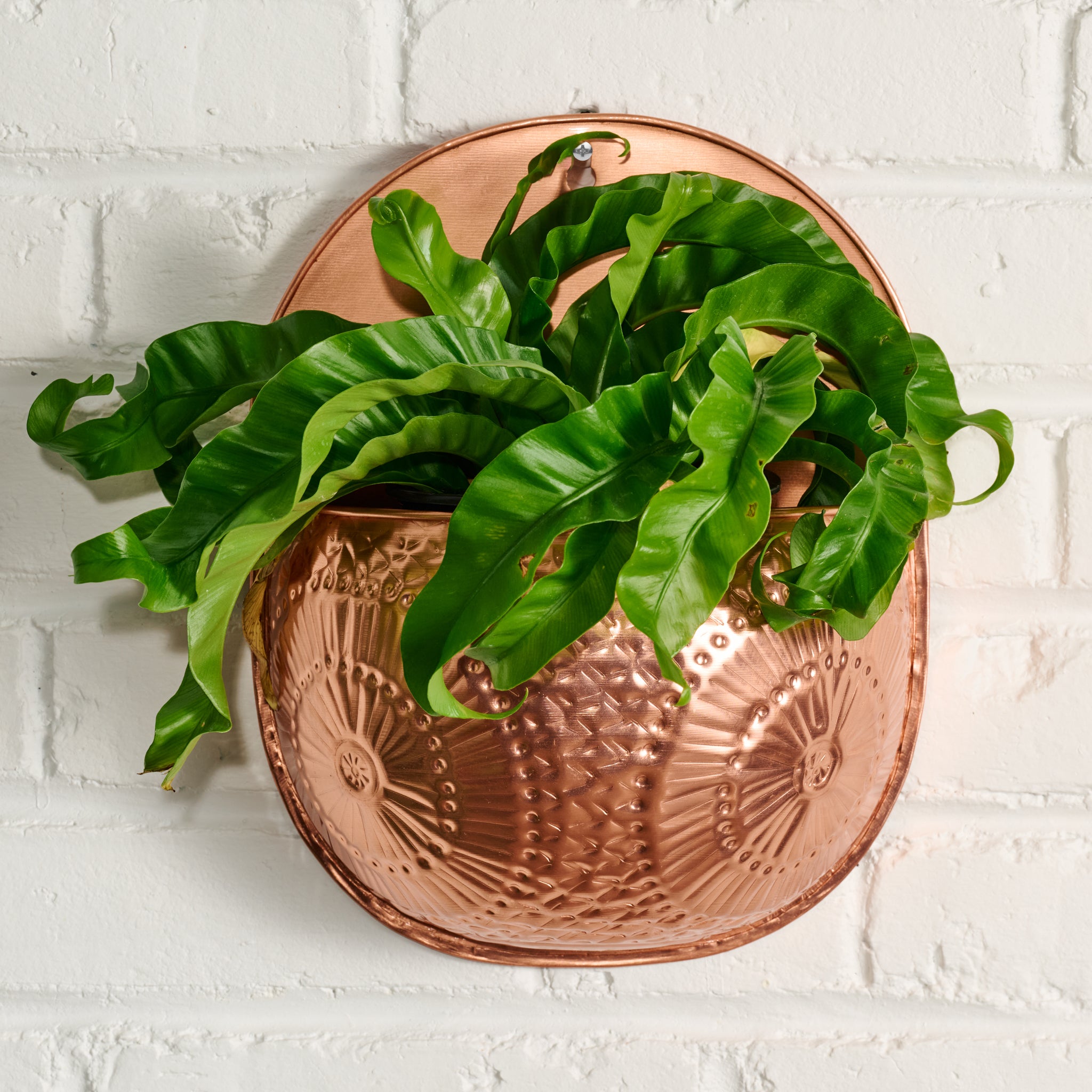 Dekhava Embossed Wall Planter - Ten Thousand Villages