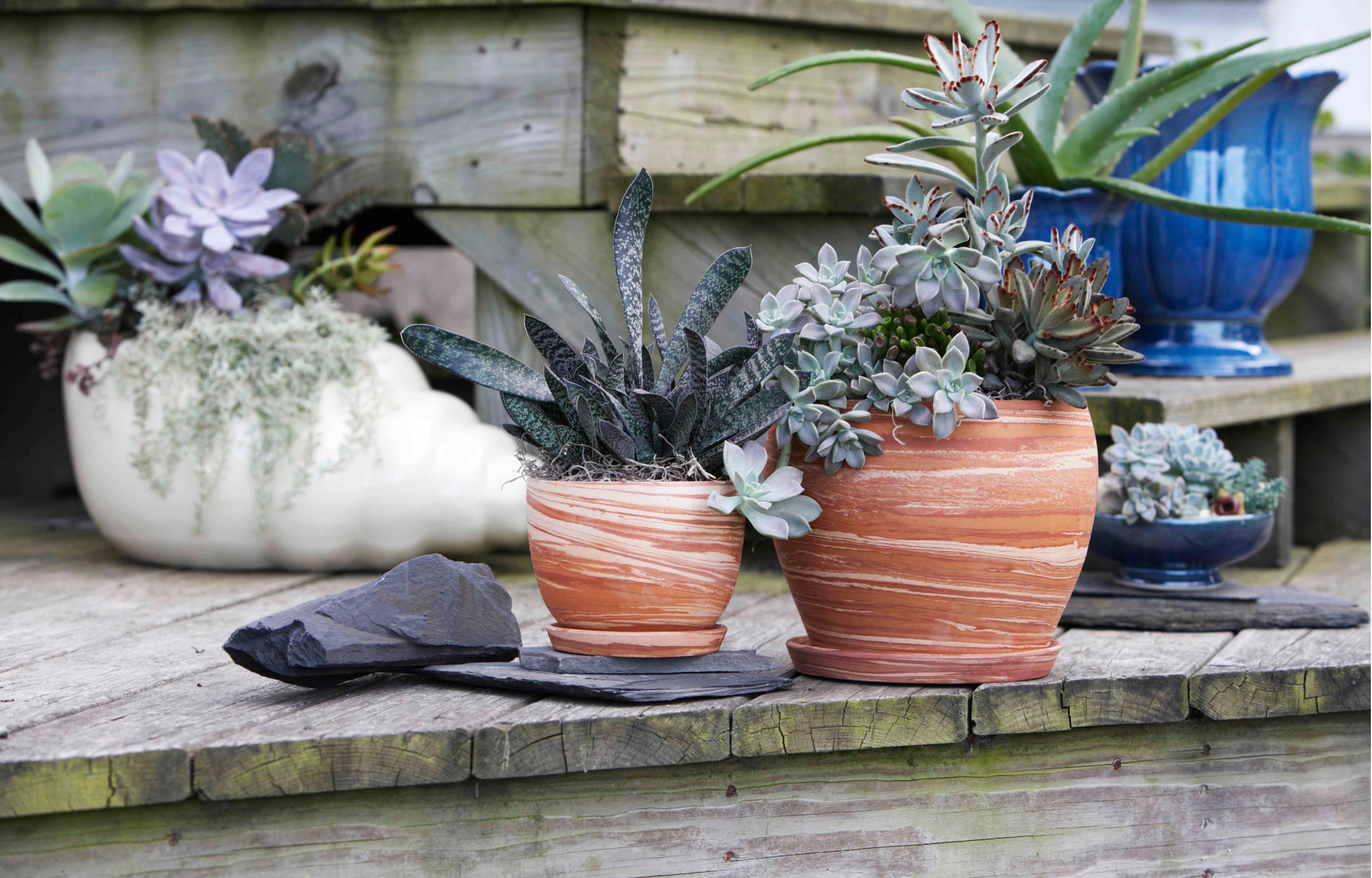 Succulent Plants